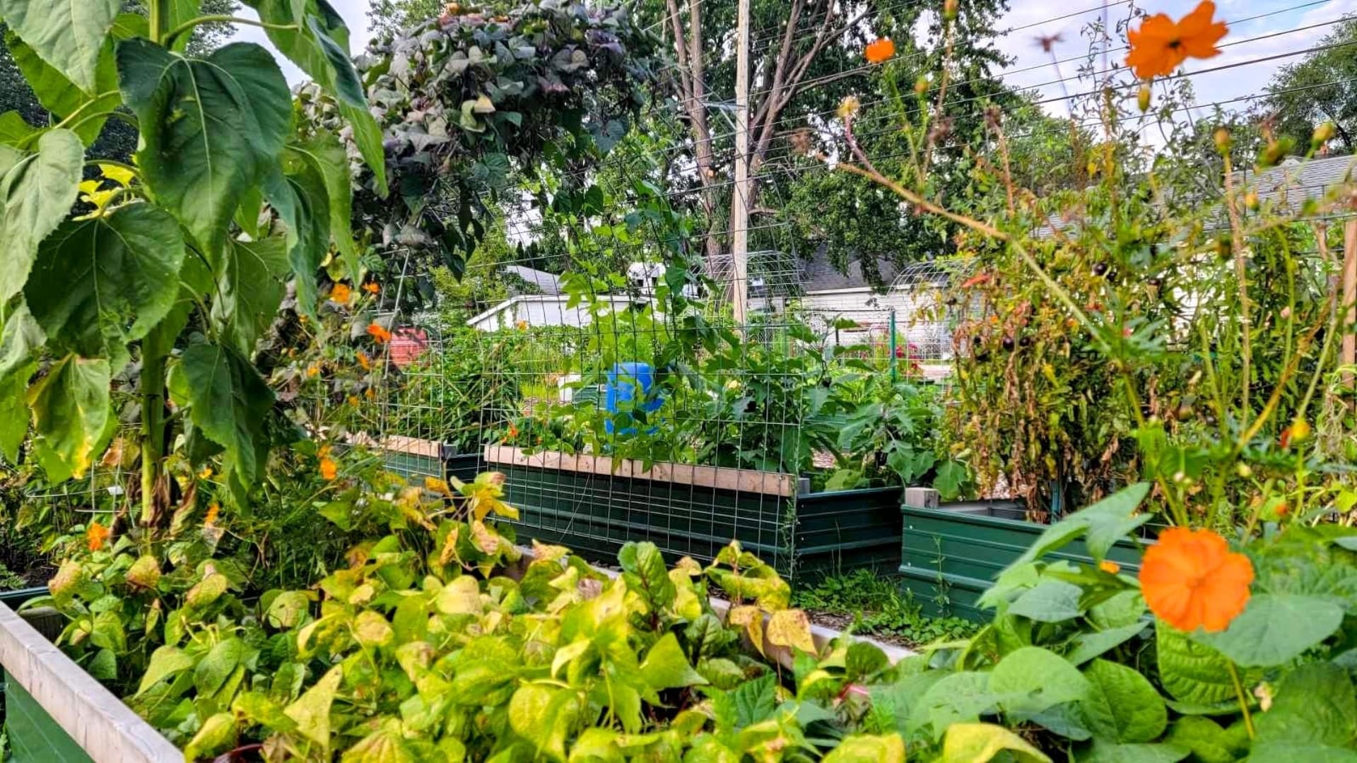 Fusion Marketing Fertile Ground Cultivating an Urban Farm Logo That Bears Fruit Preparing the Soil Understanding Your Brand's Ecosystem Eastpointe Community Garden